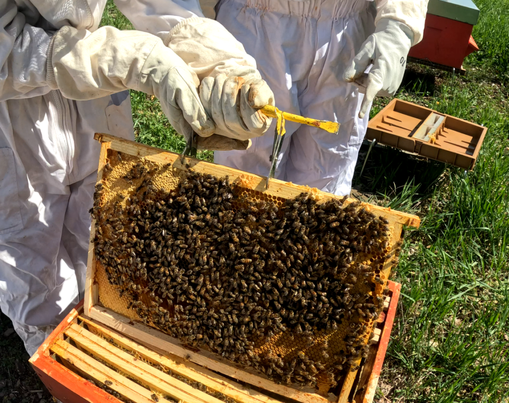 Matériel apiculture - La récolte du miel est enfin arrivée, nous