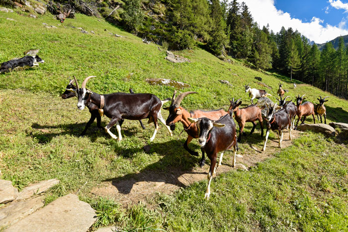 Rencontre durant la randonnée à la bergerie de Blaitière ©david-machet