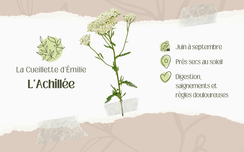 Achillée millefeuille - Cueillette, Rôle, Répartition, Utilisation