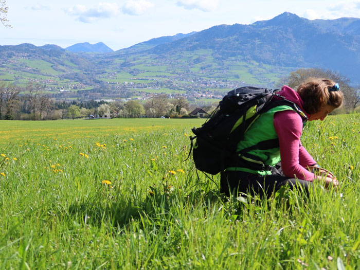 Au printemps, les champs se couvrent de jaune à perte de vue, permettant de facilement trouver des fleurs de pissenlit à cueillir. ©Isabelle Corbex / ATMB