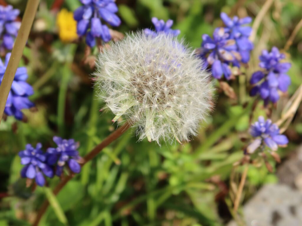 La floraison achevée, le pissenlit est connu pour ses graines dotées de pappus qui s’envolent facilement. ©Isabelle Corbex / ATMB