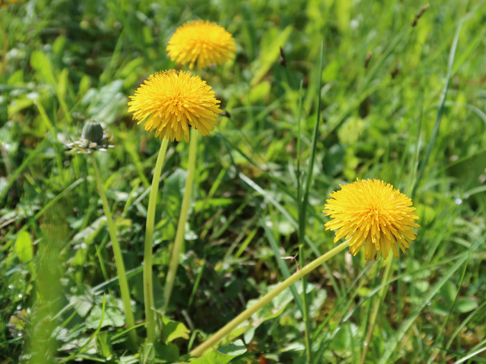 L’inflorescence du pissenlit se dresse au sommet d’un pédoncule creux, non ramifié et défeuillé. ©Isabelle Corbex / ATMB