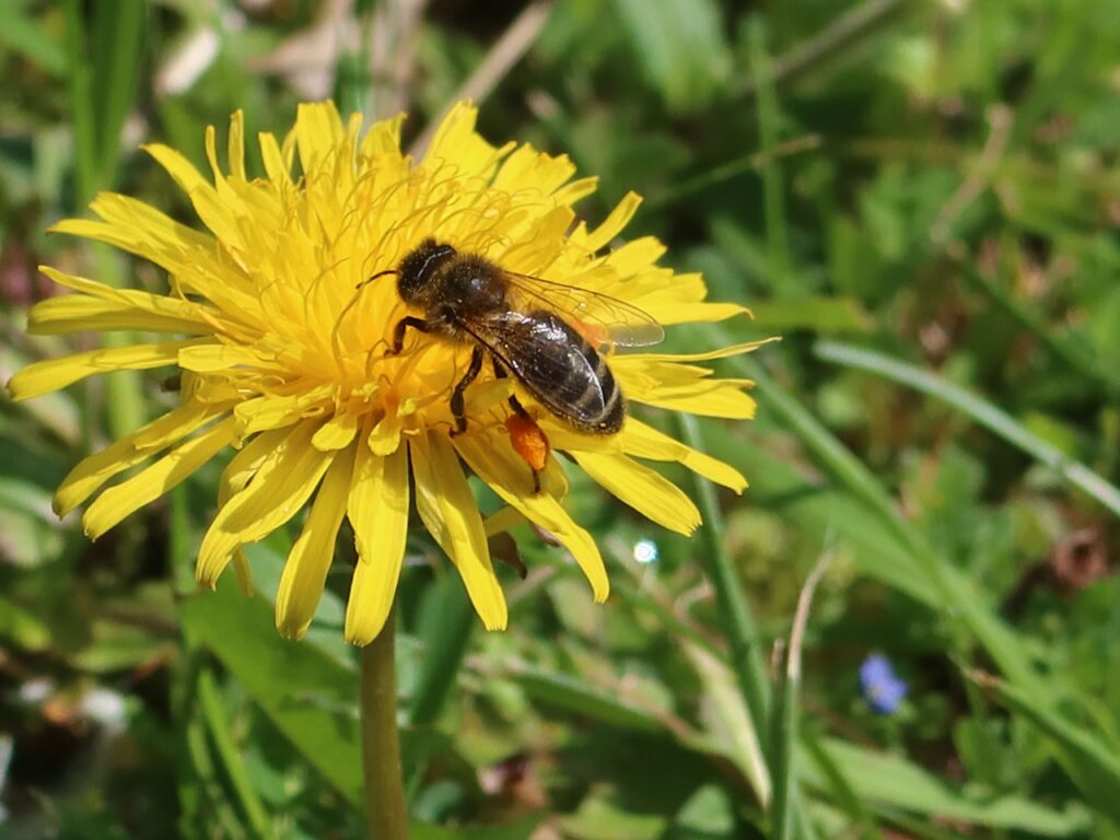 Au printemps, les abeilles se gavent de nectar et de pollen. ©Isabelle Corbex / ATMB