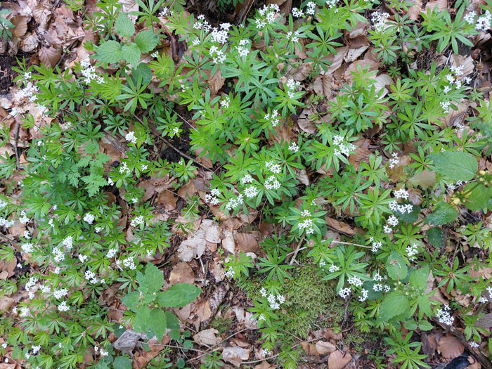 L'aspérule odorante forme des tapis en fleurs en mai ©Isabelle Corbex / ATMB