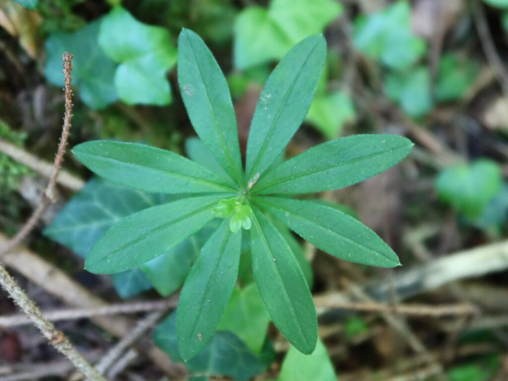 Sur la tige quadrangulaire de l'aspérule odorante, les feuilles sont implantées en cercle, répartition appelée en verticille. ©Isabelle Corbex / ATMB