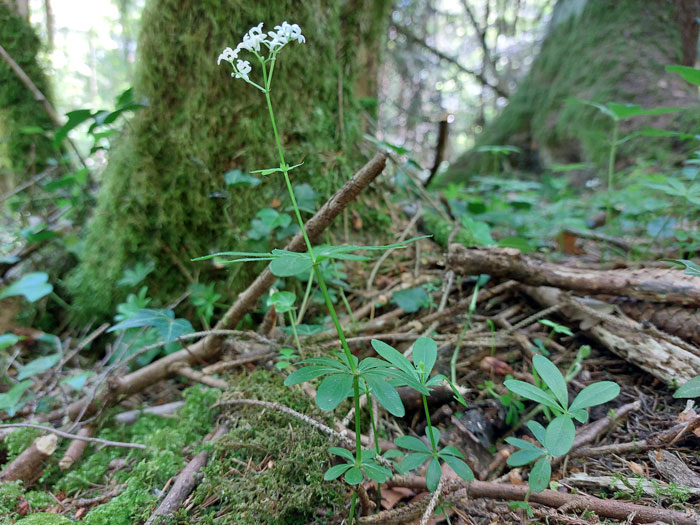 La plante se cueille entière, du bas de la tige au sommet de l'inflorescence ©Isabelle Corbex / ATMB