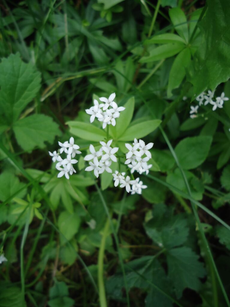 L'inflorescence de l'aspérule odorante se compose de délicates fleurs blanches réunies en plusieurs bouquets ©Isabelle Corbex / ATMB