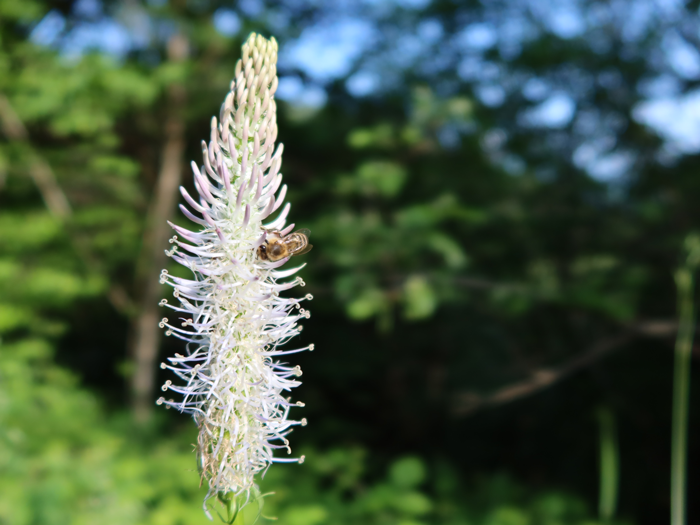 L’inflorescence de cette raiponce en épi blanche permet d’observer plusieurs stades de floraison différents. ©Isabelle Corbex / ATMB