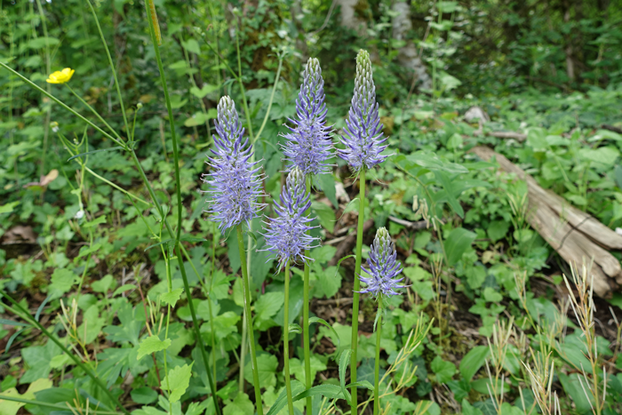 La couleur de l’épi floral va de blanc à bleu violet. ©Isabelle Corbex / ATMB