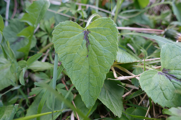 Les limbes, de forme cordée, des feuilles radicales peuvent avoir une tache noire. D’autres pieds peuvent présenter des limbes sans tache. ©Isabelle Corbex / ATMB