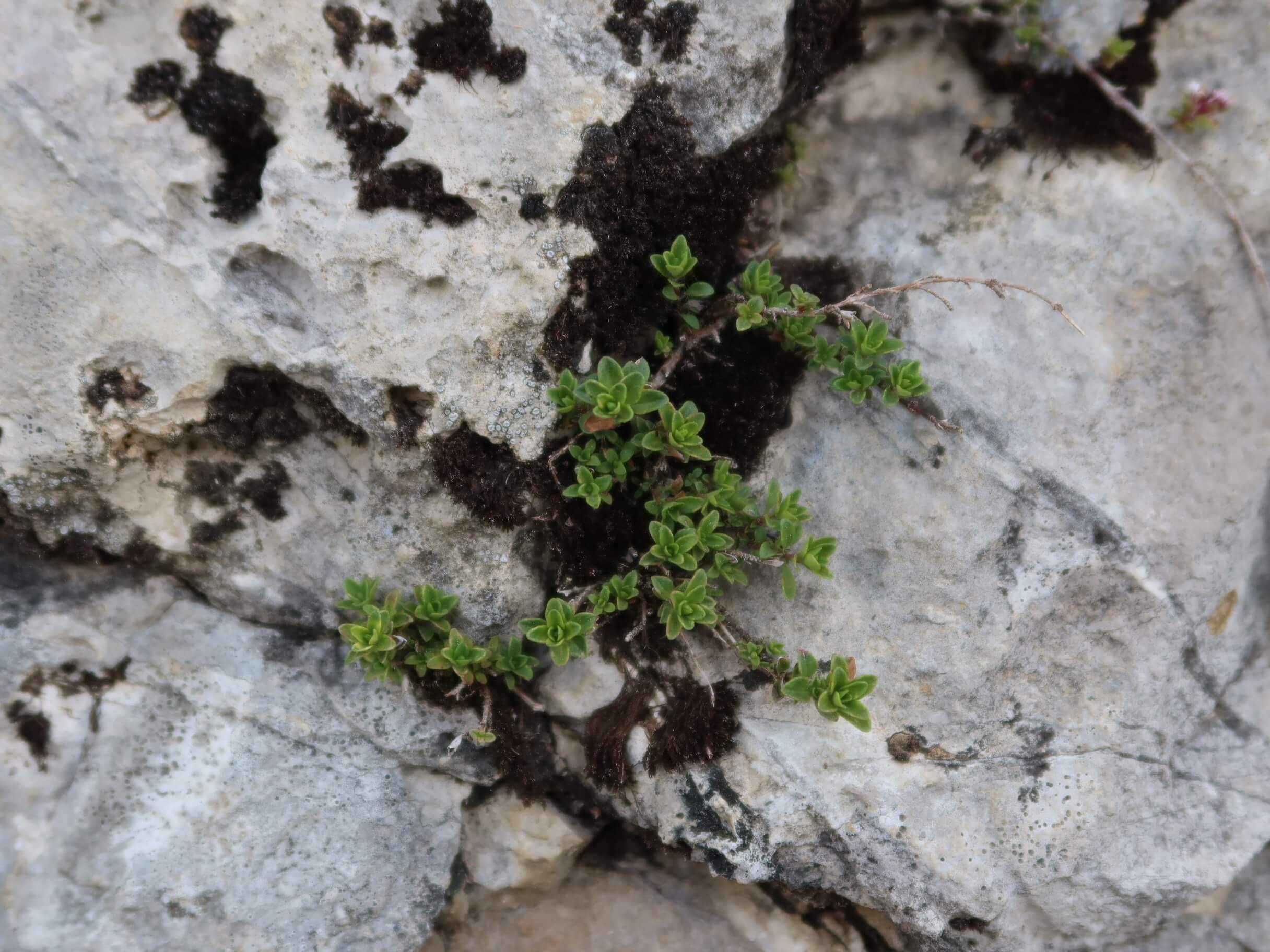 Le serpolet commun se développe avec peu de sol. Ses tiges sont traçantes permettant à la plante de s’enraciner pour se développer. ©Isabelle Corbex / ATMB