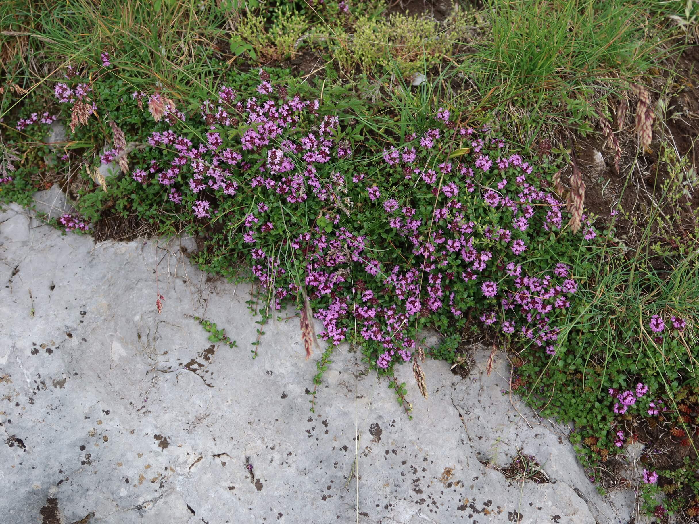 Le serpolet forme des petits coussins couvrant le sol. ©Isabelle Corbex / ATMB