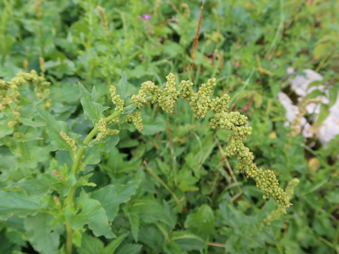 L’inflorescence du chénopode bon-henri est formée de petits épis à la naissance des feuilles supérieures et d’un épi sommital. Verts au début de leur développement, ils deviennent ensuite brunâtres avant de sécher permettant de récolter les graines. ©Isabelle Corbex / ATMB