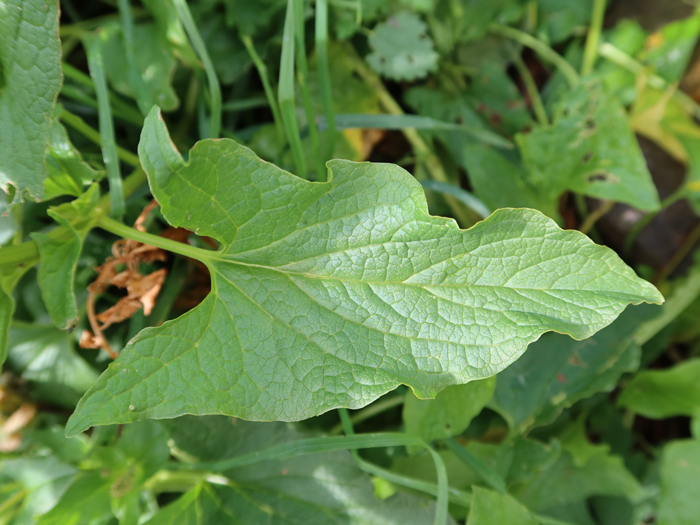 Les feuilles caractéristiques du chénopode bon-henri sont dotées d’un long pétiole. Elles sont en forme de fer de flèche et sont légèrement ondulées sur les bords. ©Isabelle Corbex / ATMB