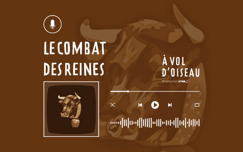 Image pour Les combats des reines