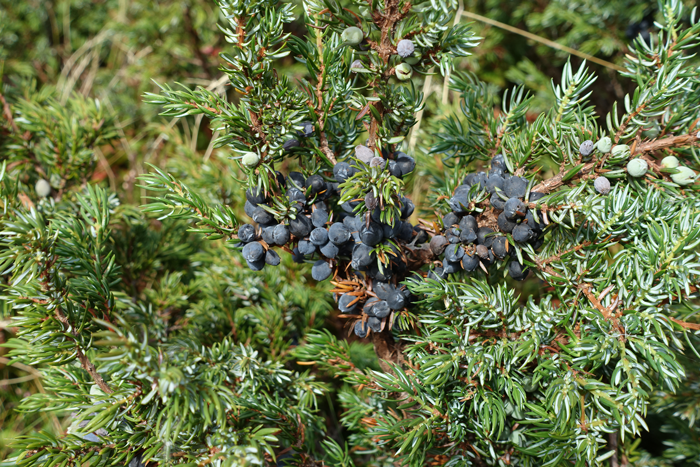 Les fausses baies de genièvre, situées sous le rameau de l’arbuste, sont vertes la première année, puis deviennent bleu noir. ©Isabelle Corbex / ATMB