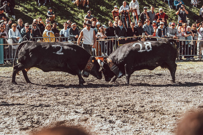 Combats des reines ©ATMB