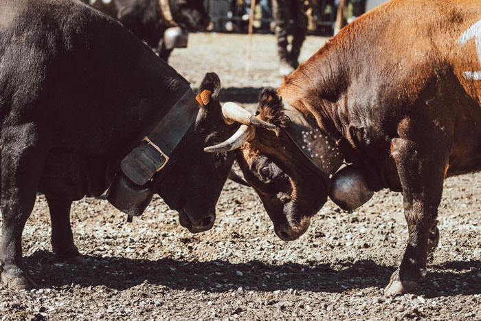 Combats des reines ©ATMB