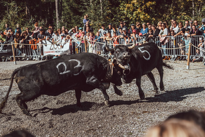 Combats des reines ©ATMB