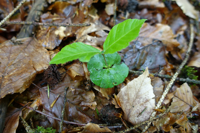 La faine, germée, déploie deux larges lobes qui assurent la photosynthèse pendant les premiers mois de la jeune pousse de hêtre. ©Isabelle Corbex / ATMB