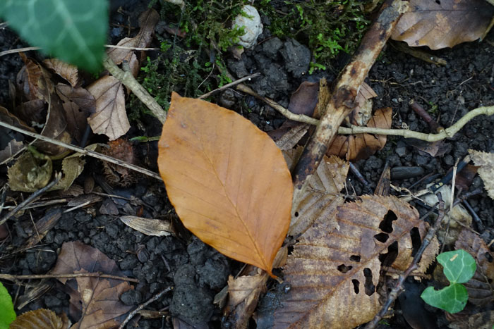 A l’automne, les feuilles de hêtre caractéristiques tapissent les sols des forêts. ©Isabelle Corbex / ATMB